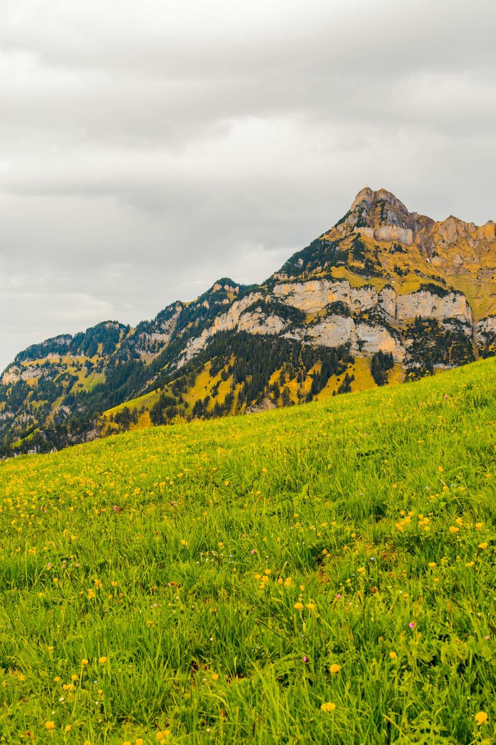 Alpine Trail